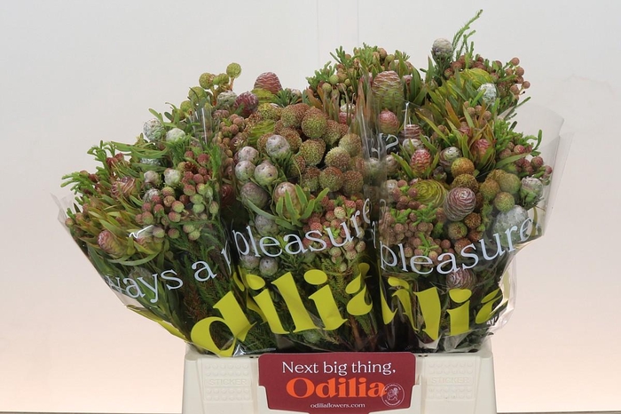 Cape Green Cone Mix Large