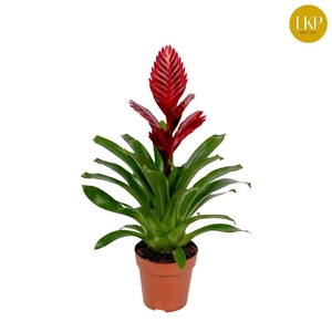 Vriesea 'Porto' rood
