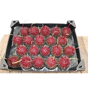 WAX APPEL H%