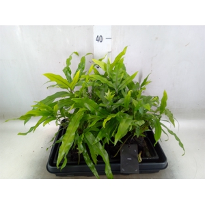 Arr.   Kamerplant Groen H%