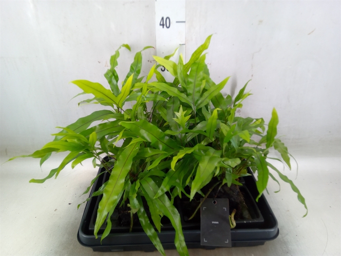 <h4>Arr.   Kamerplant Groen H%</h4>