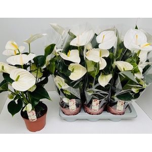Anthurium Artica