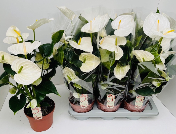 <h4>Anthurium Artica</h4>