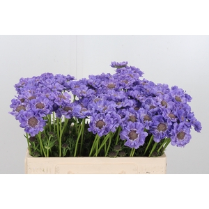Scabiosa Overig
