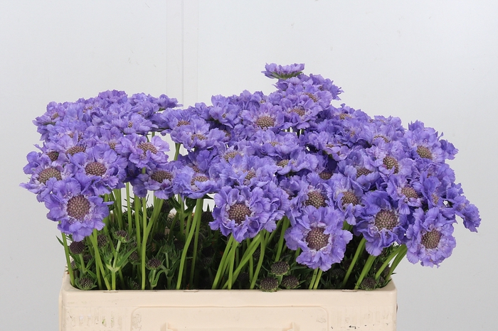 <h4>Scabiosa Overig</h4>