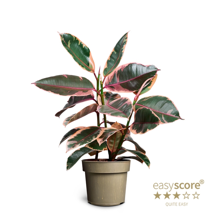 <h4>FICUS ELASTICA p17 belize</h4>