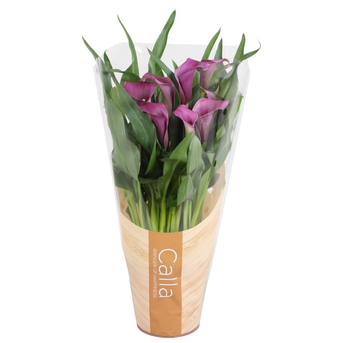 <h4>Zantedeschia Paco Calla paars in bedrukte hoes</h4>