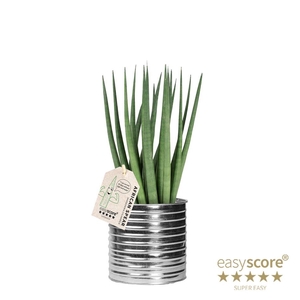SANSEVIERIA CYLINDRICA