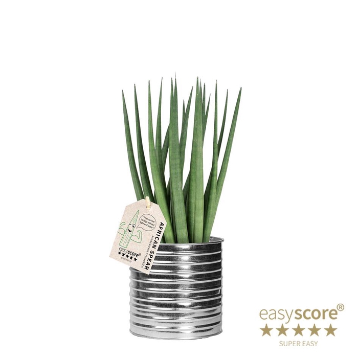 <h4>SANSEVIERIA CYLINDRICA</h4>