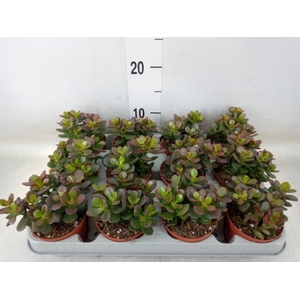 Crassula ovata 'Minor'