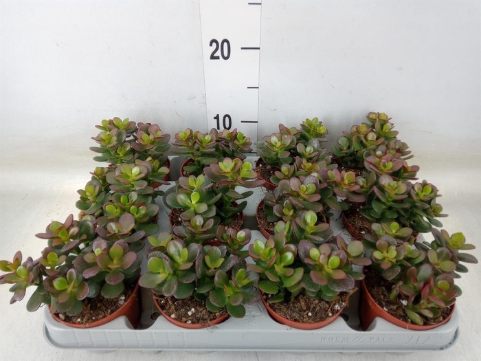 <h4>Crassula ovata 'Minor'</h4>