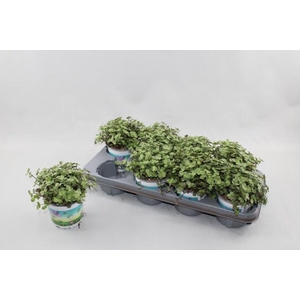 CALLISIA REPENS