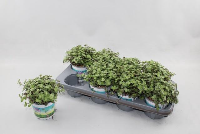 <h4>CALLISIA REPENS</h4>