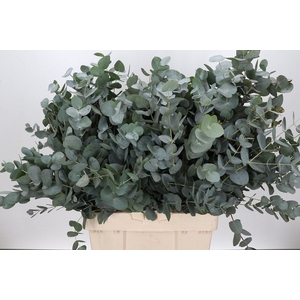EUCALYPTUS CINEREA