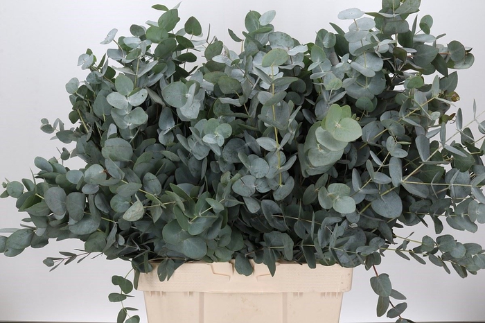 <h4>EUCALYPTUS CINEREA</h4>