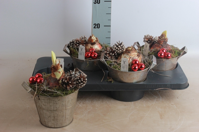 <h4>ARR HIPPEASTRUM</h4>