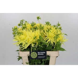 Dahlia Gryson Yellow Spider