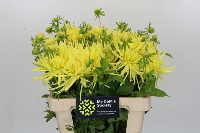 <h4>Dahlia Gryson Yellow Spider</h4>