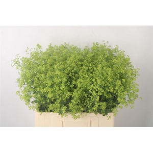 Alchemilla M Robustica