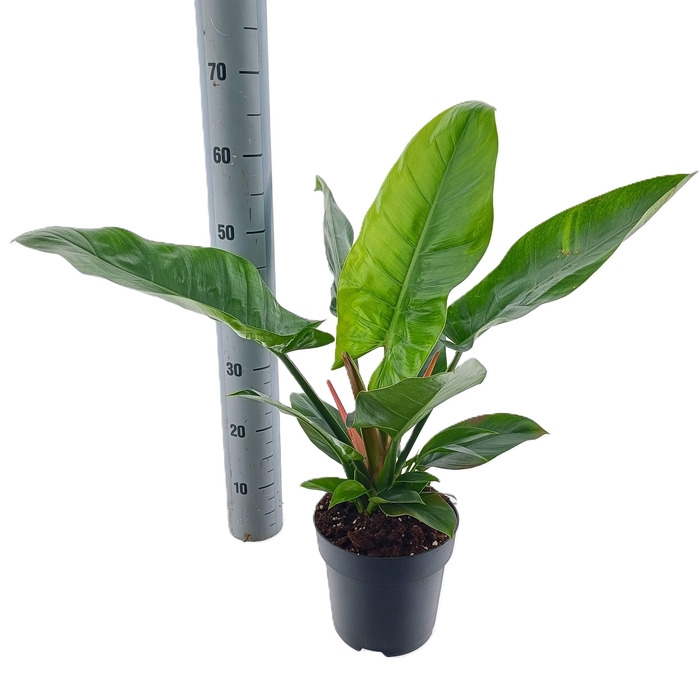 <h4>PHIL OVERIG</h4>