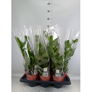 Zamioculcas zamiifolia