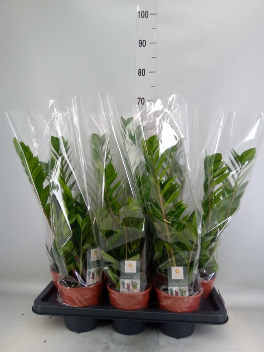 <h4>Zamioculcas zamiifolia</h4>