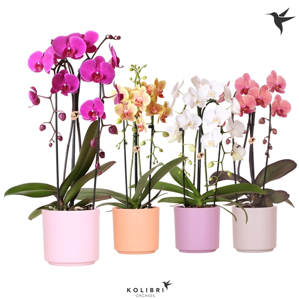 <h4>Kolibri Orchids Cascade niagara fall 2spike in simplicity mix</h4>