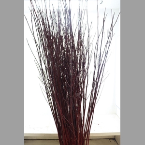 Cornus Alba Sibirica