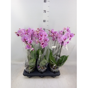 Phalaenopsis multi.   ...rose