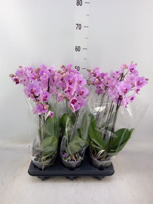 <h4>Phalaenopsis multi.   ...rose</h4>