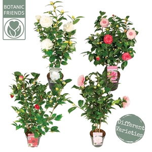 Camellia jap. Diverse mix Premium