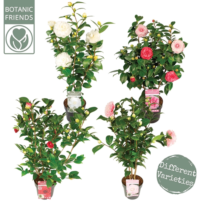 <h4>Camellia jap. Diverse mix Premium</h4>