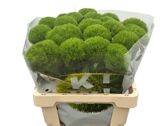 <h4>DIANTHUS BARB. 'KIWI MELLOW'</h4>
