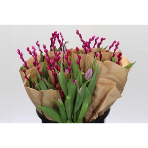 Bq Tulp Salix Cerise