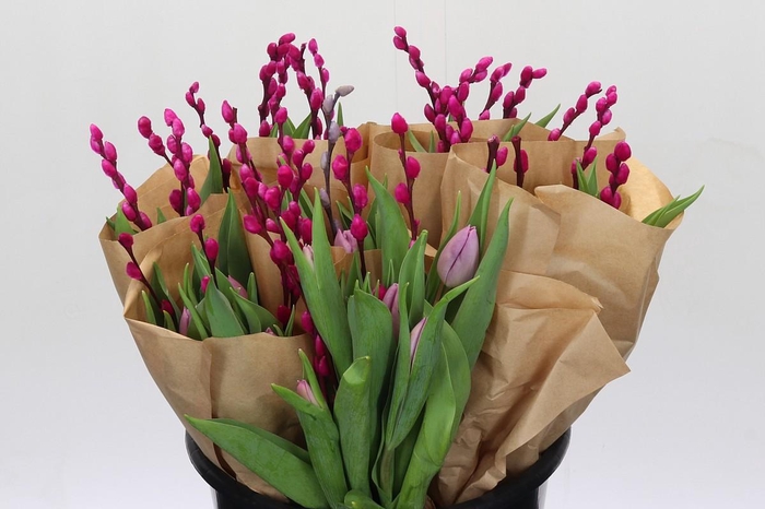 <h4>BQ Tulp Salix Cerise</h4>