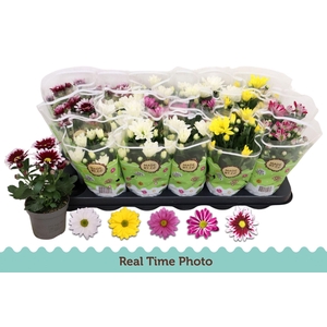 Chrysanthemum gemengd 5klr.