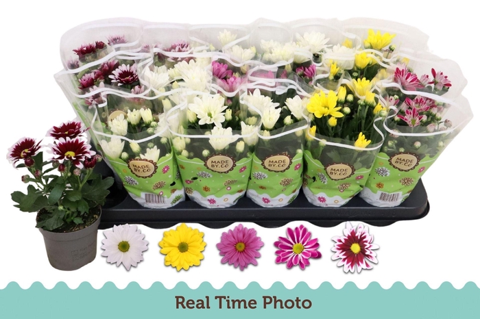 <h4>Chrysanthemum gemengd 5klr.</h4>