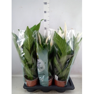 Spathiphyllum  'Bingo Cupido'