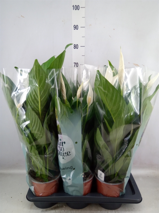 <h4>Spathiphyllum  'Bingo Cupido'</h4>