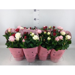 Rosa  'Amorosa'   ...mix