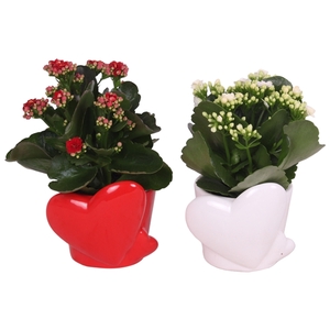 Valentine Arr. Indoor Ceramic Heart pot Red/White Ø12cm 1PP