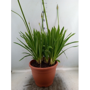 Agapanthus TR 'Dr. Brouwer'