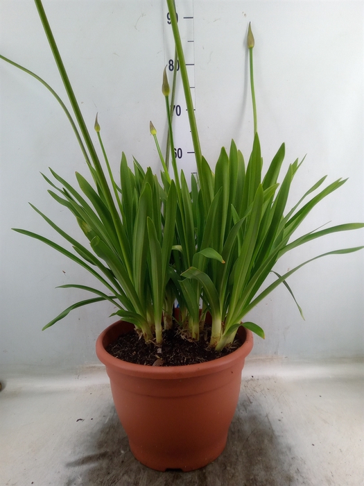 <h4>Agapanthus TR 'Dr. Brouwer'</h4>