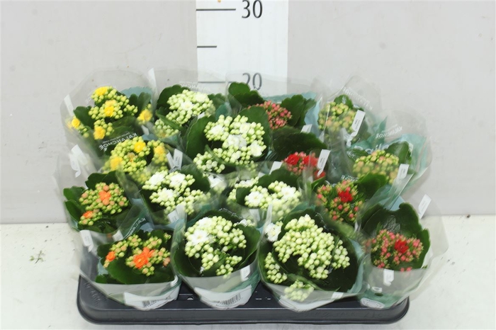 <h4>Kalanchoe Rosalina Mix</h4>