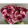 Dahlia Creme De Cassis