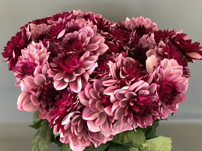 Dahlia Creme De Cassis