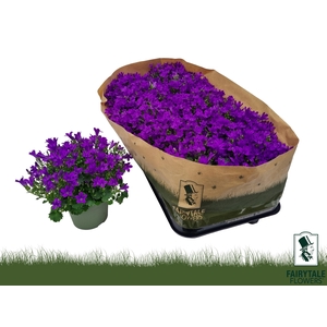 CAMP POR BLU GET MEE