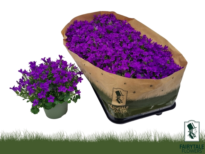 <h4>CAMP POR BLU GET MEE</h4>