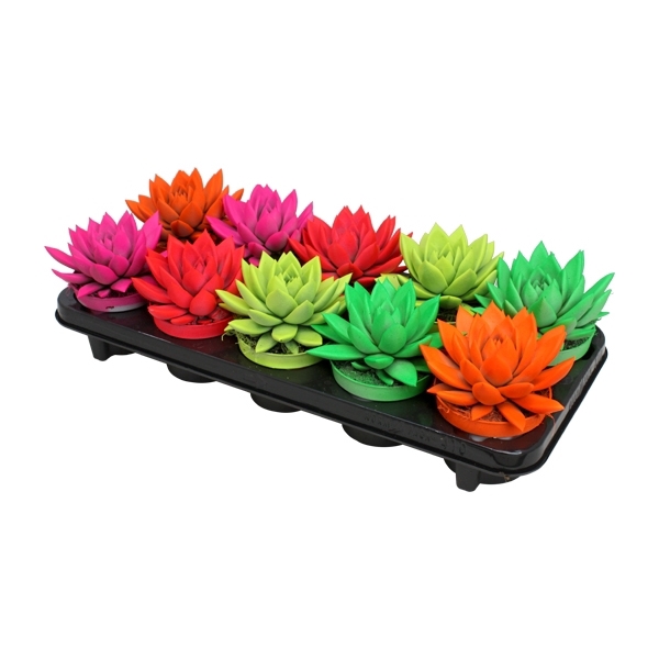 <h4>Echeveria coloured neon mix</h4>