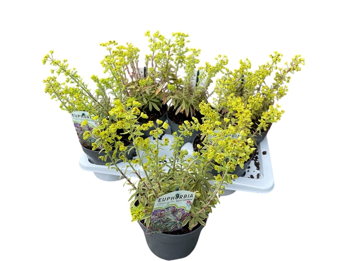 <h4>EUPH AMYGDALOIDES</h4>